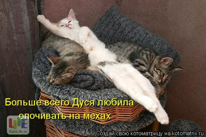 7742-b016dad3_800.webp