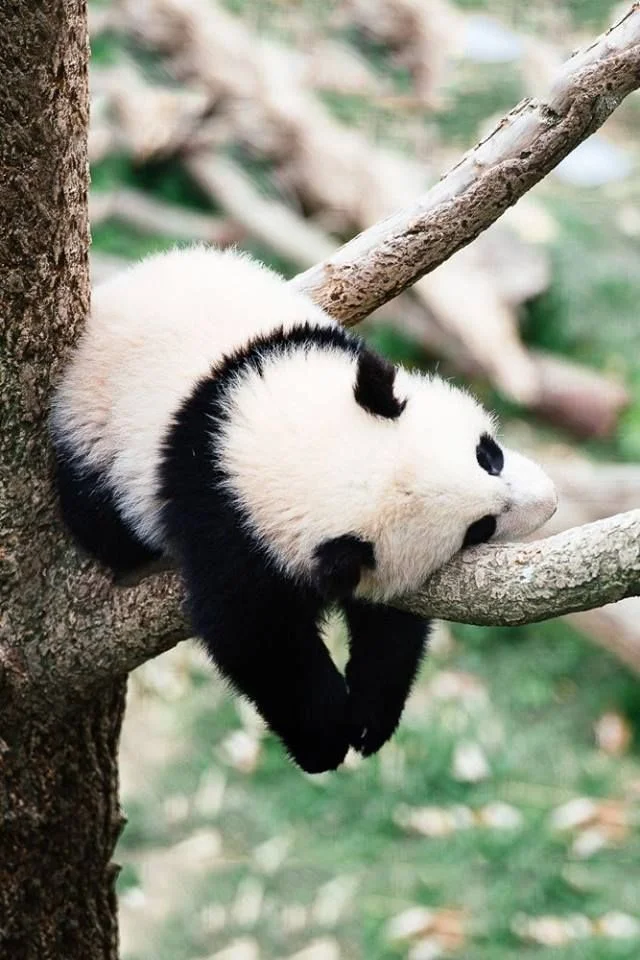 77e3511db64686cd6da5168ddb84ba3c--baby-pandas-giant-pandas.webp