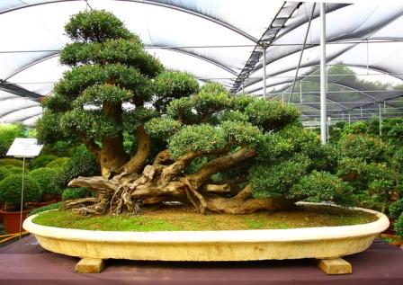 78637639_3035399_bonsai_1.jpg