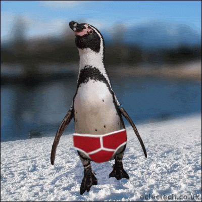 7917434a86012a59ec67eb389a171d0e--the-penguins-animated-gif.jpg