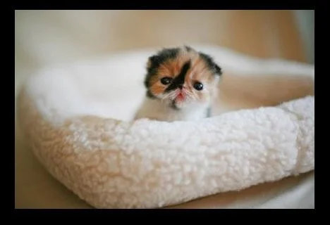 7a464ec2591cf65e0b33755f (2).webp