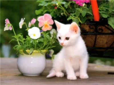 7fe1934c8566.webp