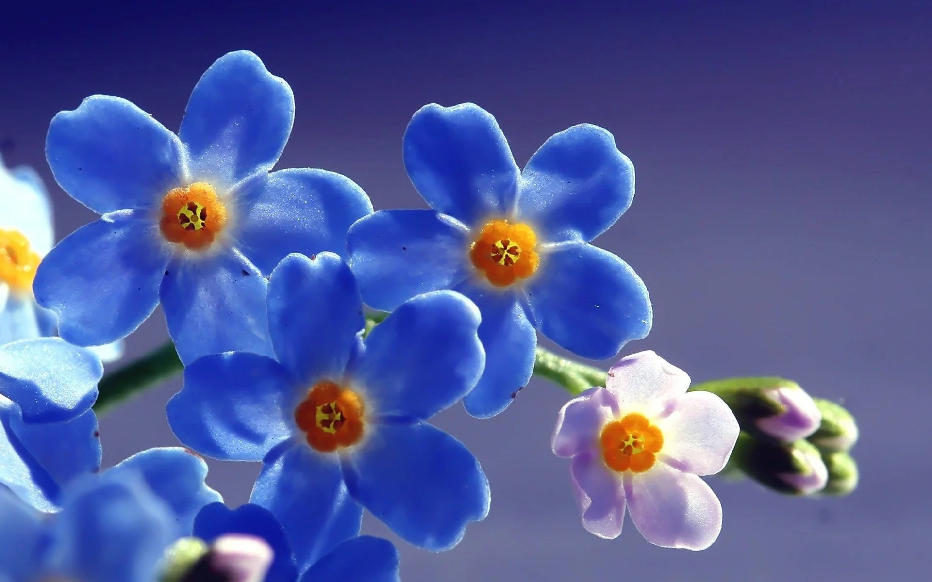 8.webp