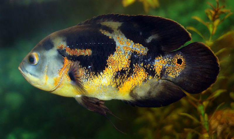 800px-Astronotus_ocellatus_-_side_(aka).jpg