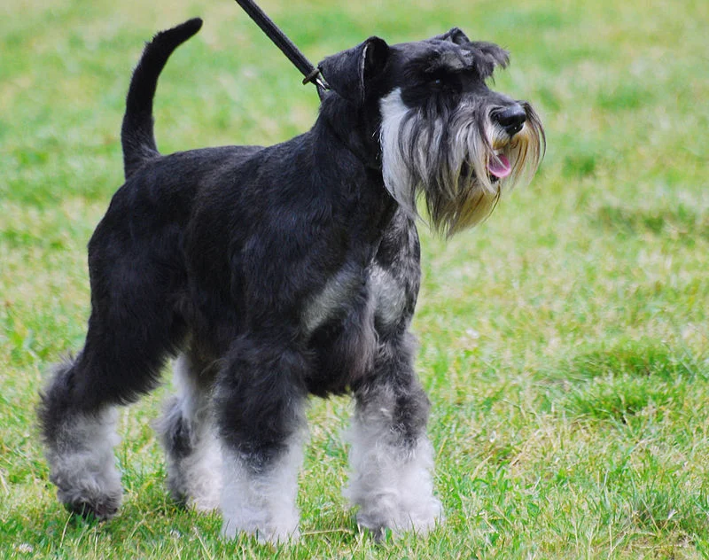 800px-Miniature_Schnauzer_R_02.webp