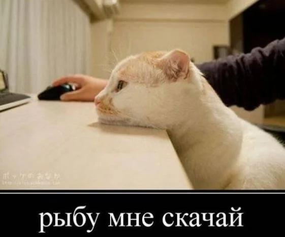 81.webp