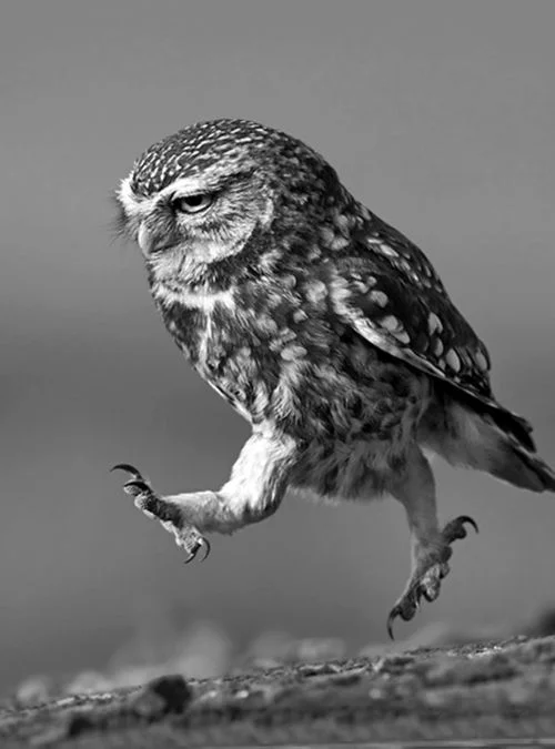 82a998392a7773949c3de8dc623ad2b2--little-owls-beautiful-birds.webp