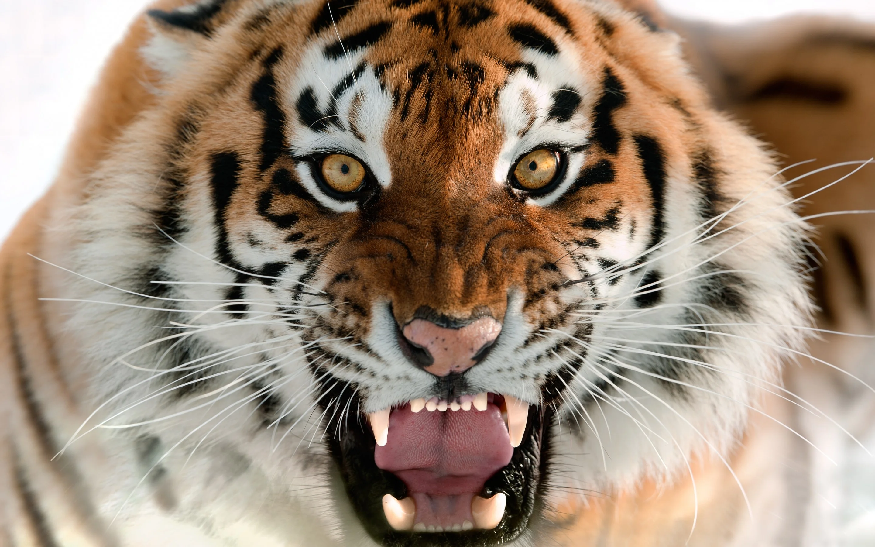 8486Tiger-Wallpaper-Screensaver-Animals.webp