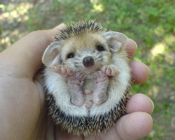 85242139_photos_of_hedgehogs_7.jpg