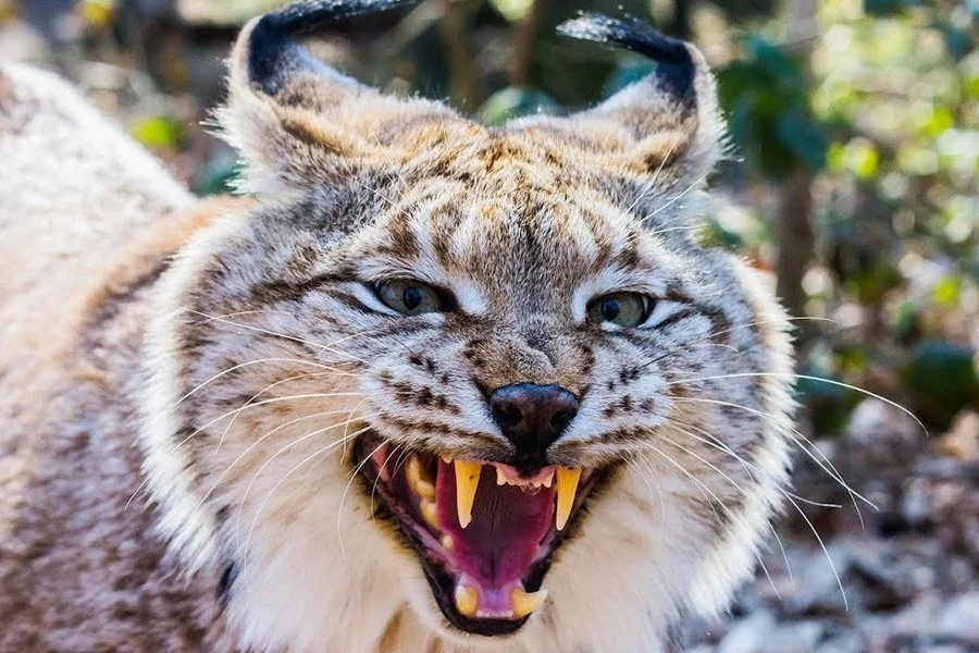 8534b46accea58072e6227b103d0e17d (1).webp