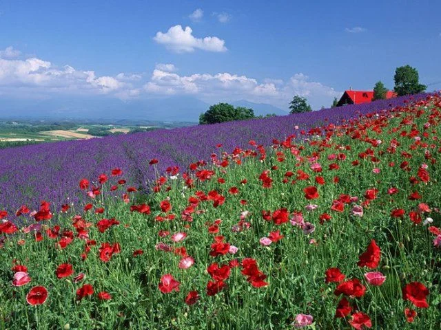 8915eaed3ea4.webp