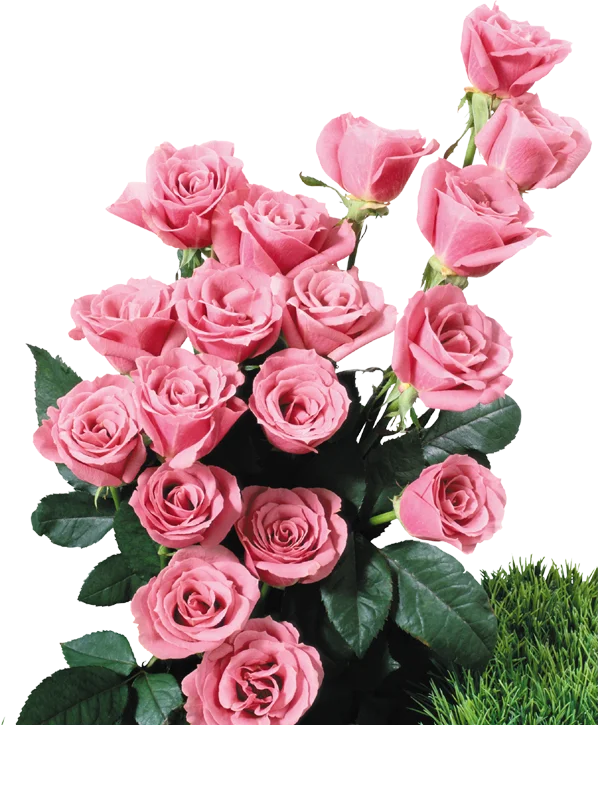 8950281.webp