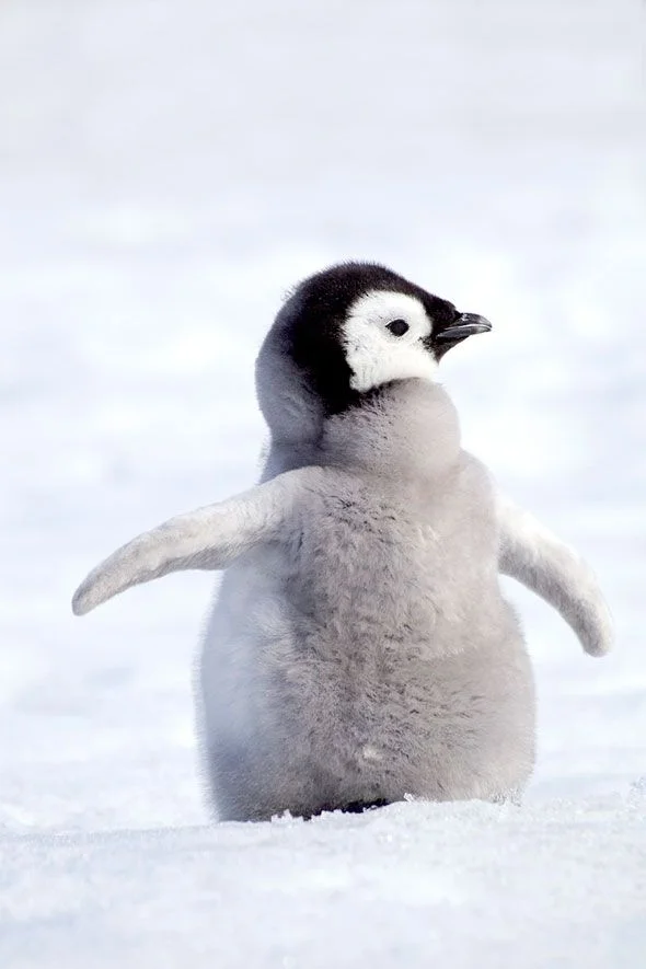 8c7dac1d9de118412de330a728f71b3b--emperor-penguin-penguins.webp