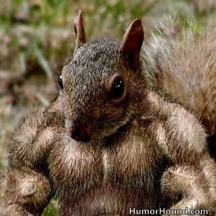 8e81ce0d33bcc8da1c80906888da9254_muscular-squirel.jpg