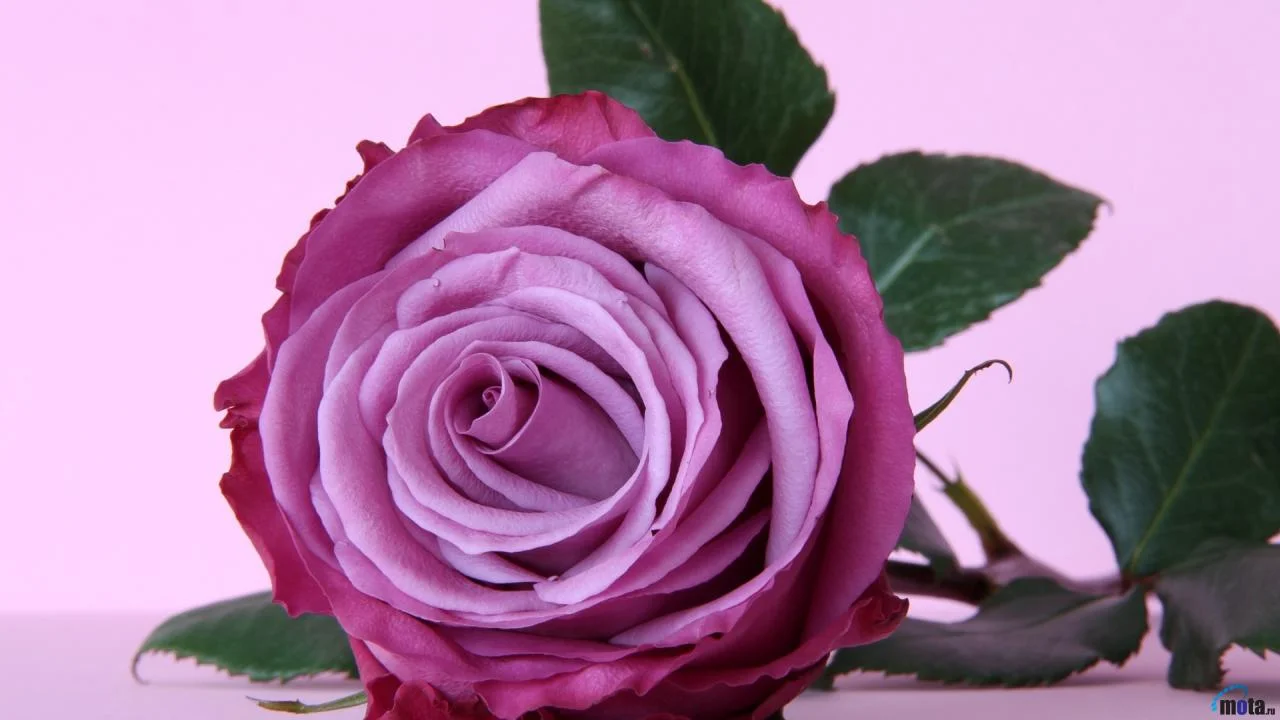 8Xsi3j0LJV-1280x720.webp