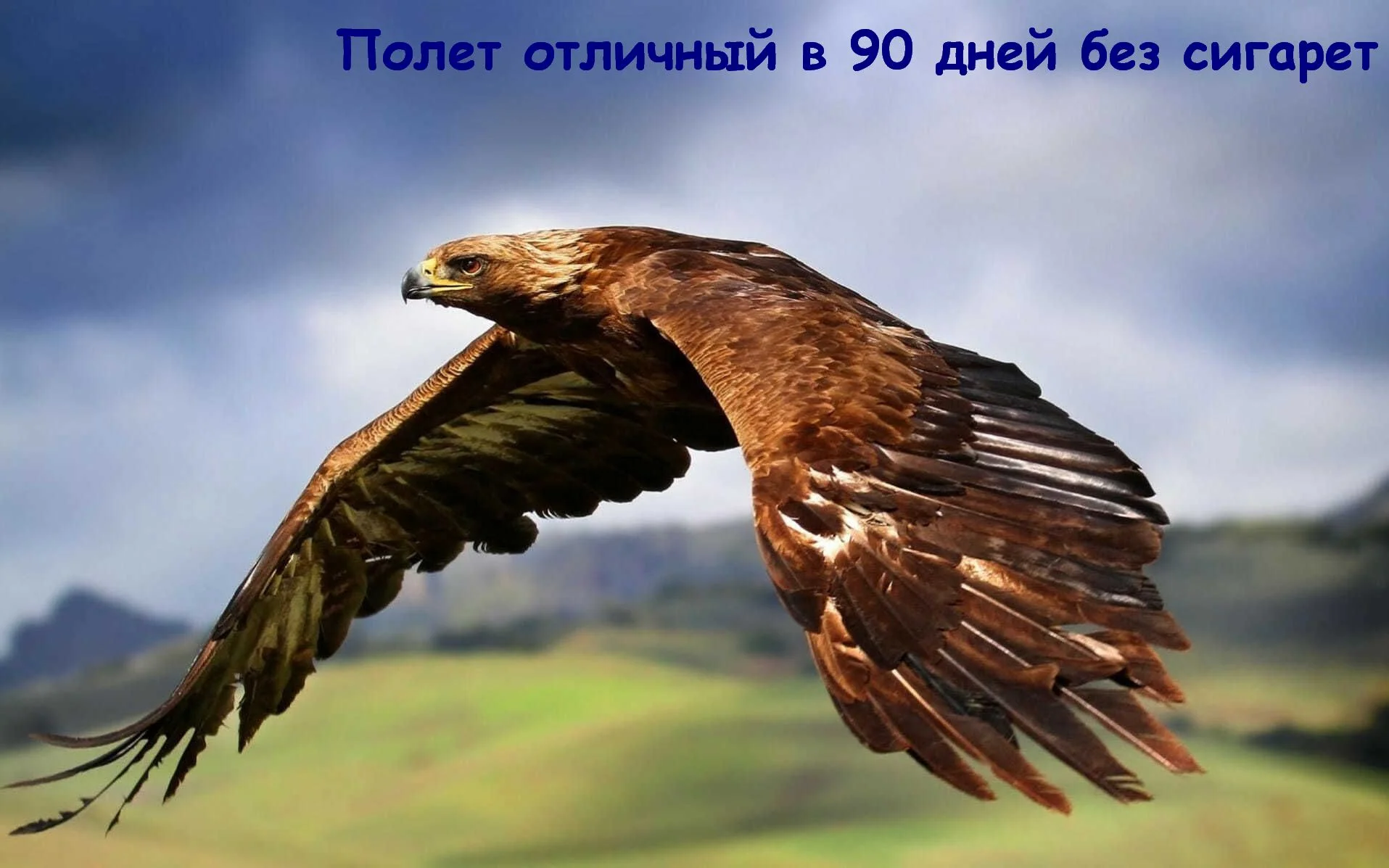 90 дней орел в полете - копия.webp