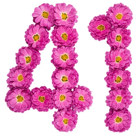 90250440-arabic-numeral-41-forty-one-from-flowers-of-chrysanthemum-isolated-on-white-background.webp