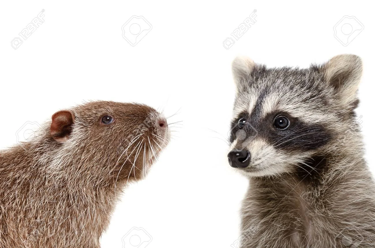 90327956-portrait-of-nutria-and-raccoon-closeup-isolated-on-white-background.jpg