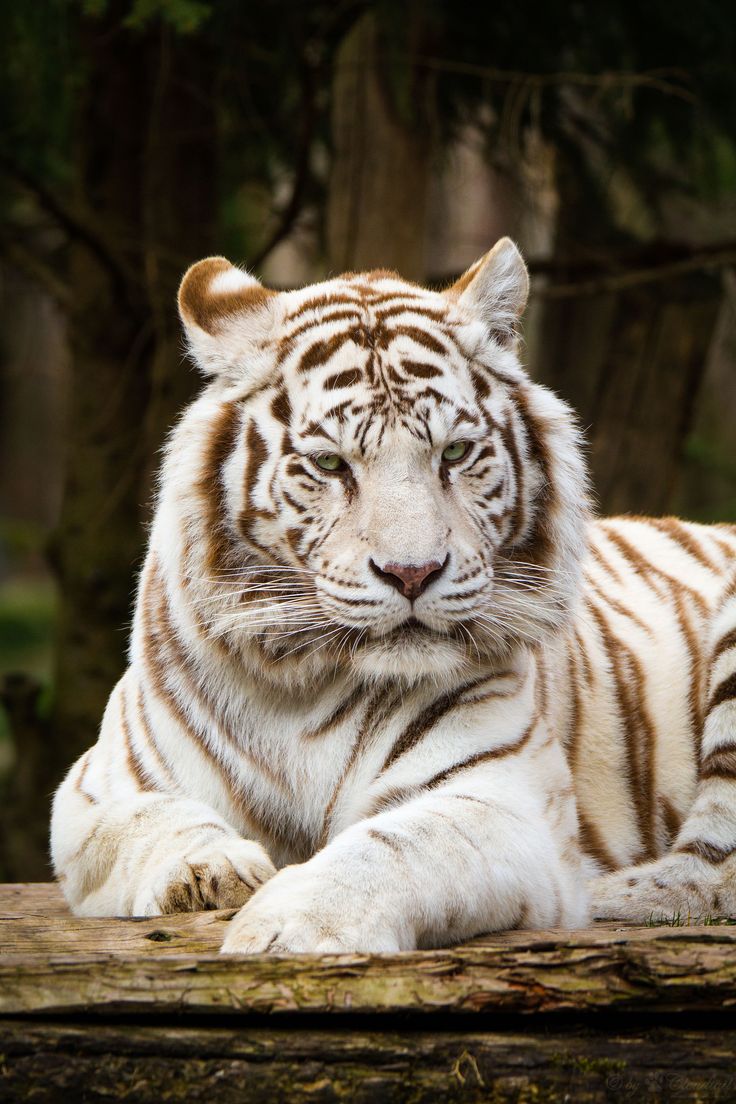 90652edbc21d4c90b7b4a30c6d4dd888--white-tigers-kitty.jpg