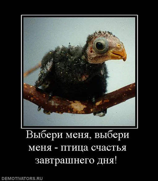 909798_-vyiberi-menya-vyiberi-menya-ptitsa-schastya-zavtrashnego-dnya-.webp