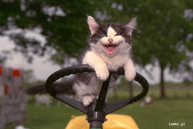 909_Crazy_cat_behind_the_wheel.jpg