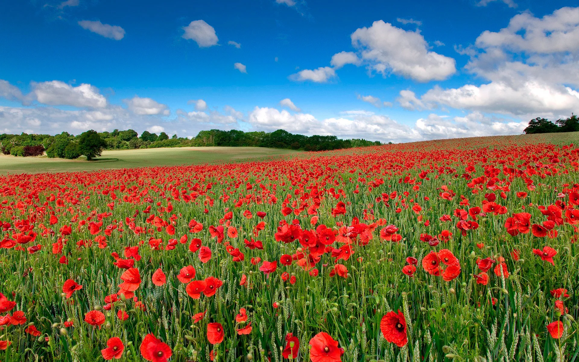 912894_pole-cvety-maki — копия.webp