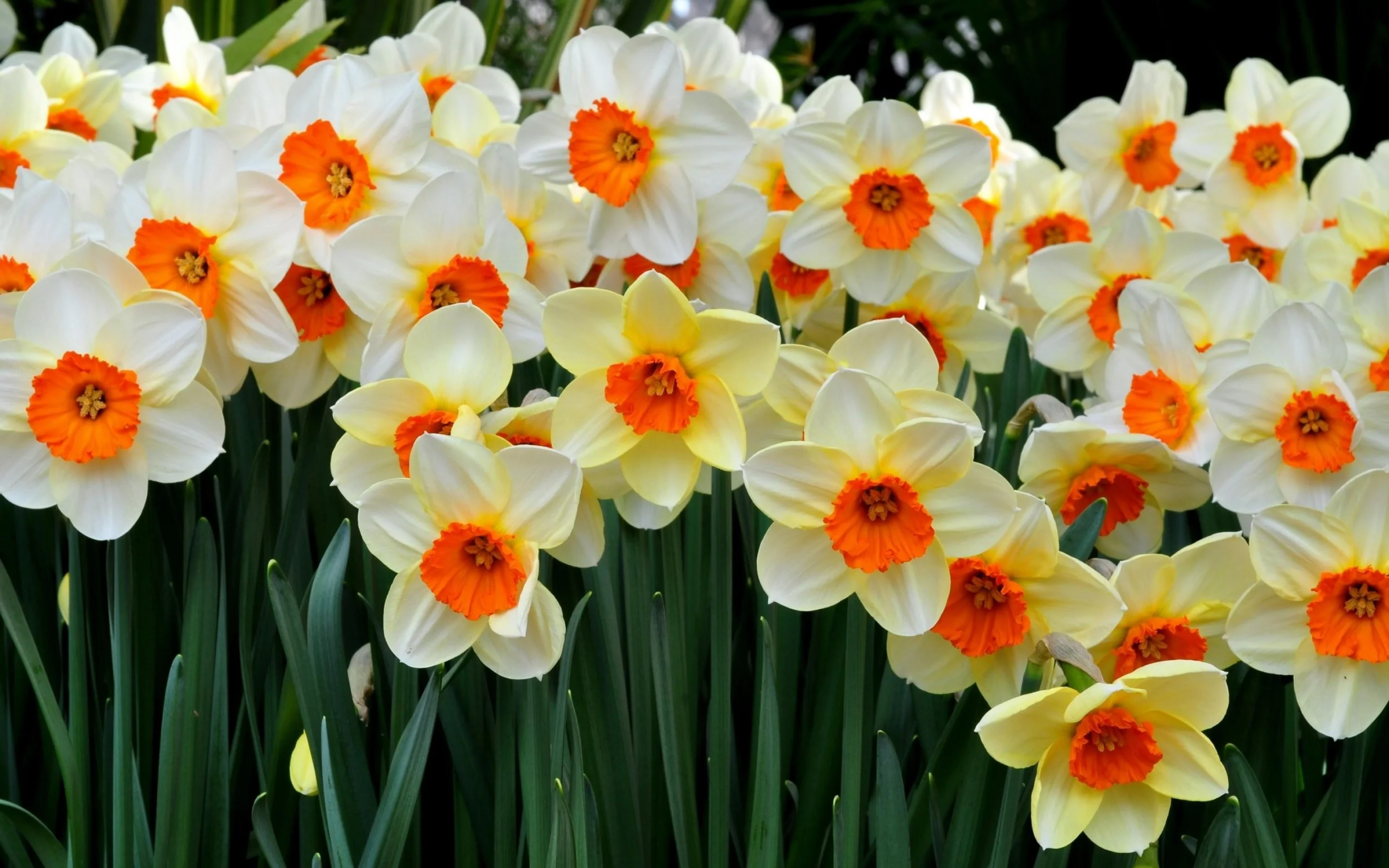 9152daffodils-flowers-flowerbed-spring-mood-2880x1800.webp