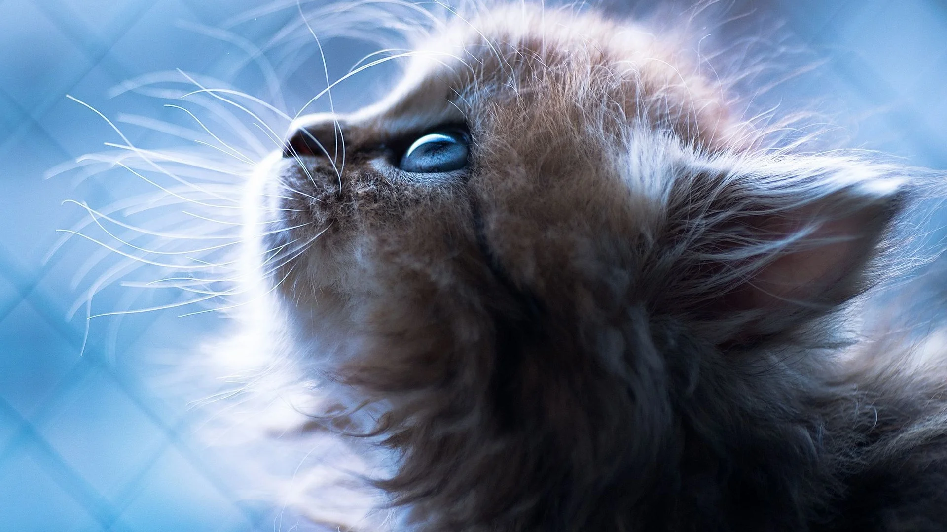 9179fd18df0db87e34a6447ae97b201f (1).webp