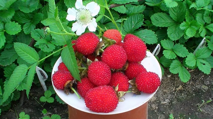 93626180_1.webp