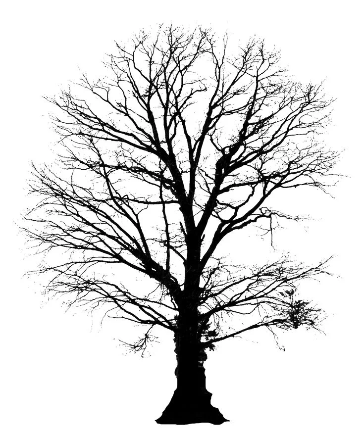 93a12f1da05c5196a8941d220f31224f--tree-silhouette-soundtrack.webp