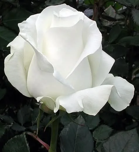 93fed4684c62.webp