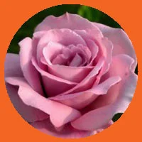 94.webp