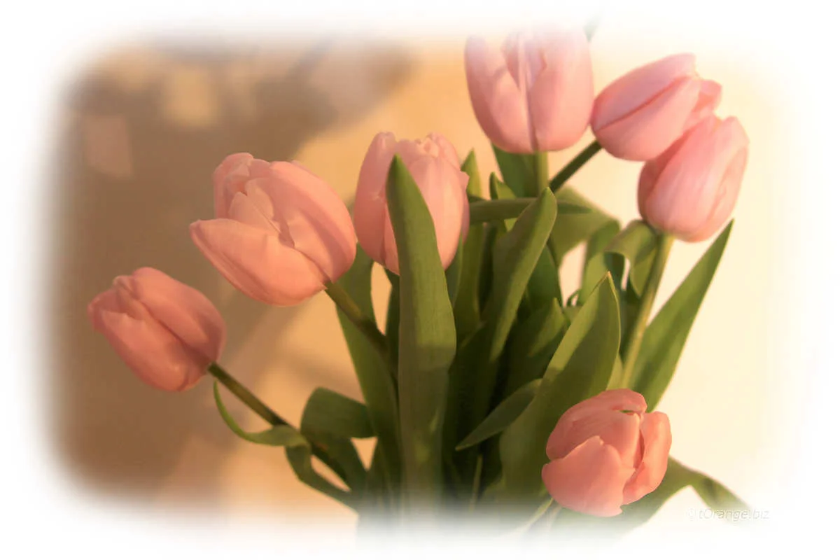 947-FX-8-0-0-0-5-0.webp