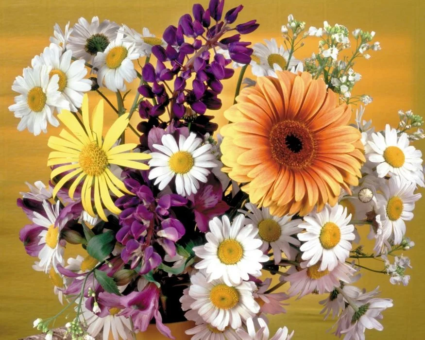 96237344_large_147856aleni.webp