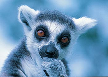 9780511_lemur.jpg