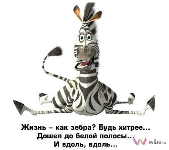 99966521_zebra.jpg