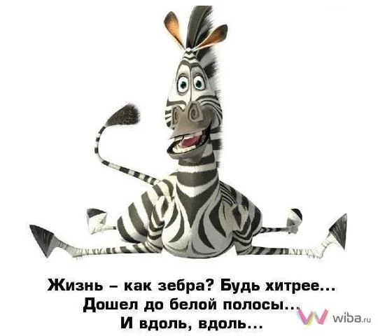 99966521_zebra.webp