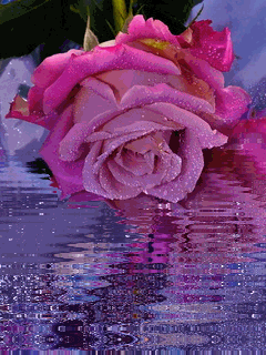 99px_ru_animacii_21379_rozovaja_roza_i_ee_otrajenie_v_vode.gif