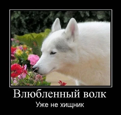 99px_ru_photo_68915_belij_volk_nuhaet_cveti_vlublennij_volk_uje_ne.webp