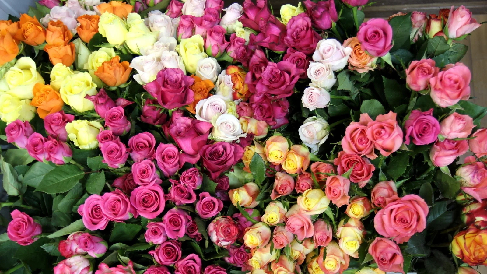 9c414ab5-8f83-4690-aaf7-4e1b15777ccc.webp