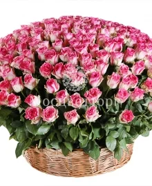 9f4a9e635344adcc69bd1a2d3e296396.webp