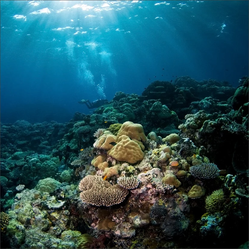 _27F6151.webp