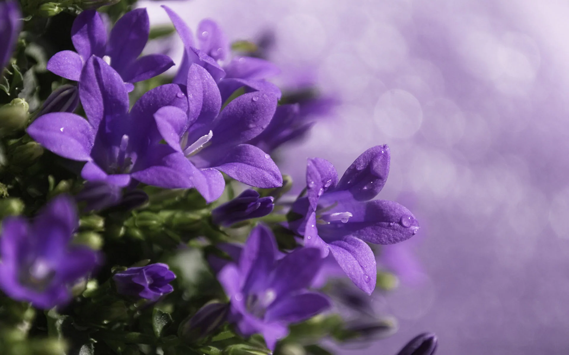 ___dew_on_bells_20150511_1352913374.webp