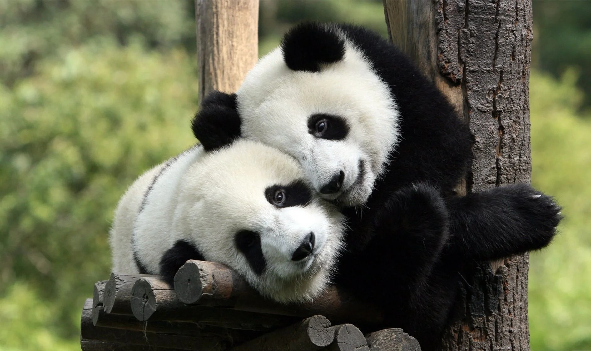 ___two_panda_lovers_20150615_1198710911.webp