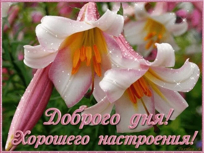 _доброго_дня_хорошего_настроения.webp