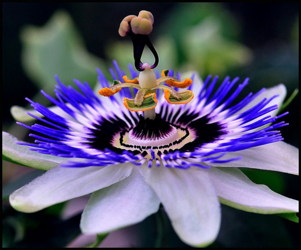 _passiflora.jpg