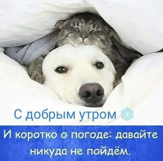 _с_добрым_утром_коротко_о_погоде.webp