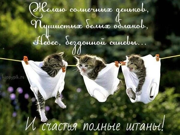 _желаю_солнечных_деньков_пушистых.webp