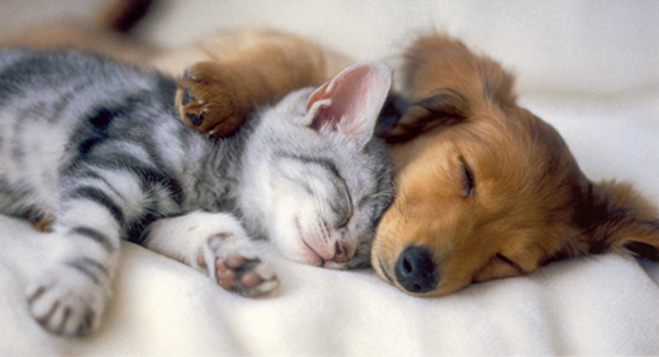 A-Classified-Puppy-Kitten-Pic.jpg