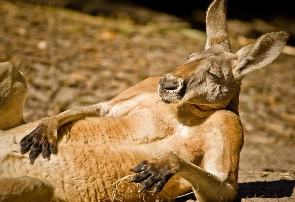 А МНЕ ПО ФИГ.webp